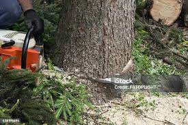 How Our Tree Care Process Works  in  Manitou Springs, CO