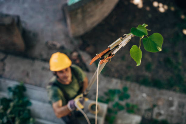 Reliable Manitou Springs, CO Tree Services Solutions