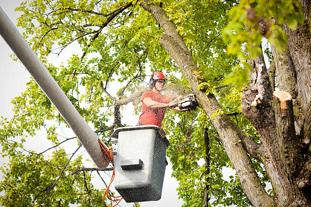 How Our Tree Care Process Works  in  Manitou Springs, CO
